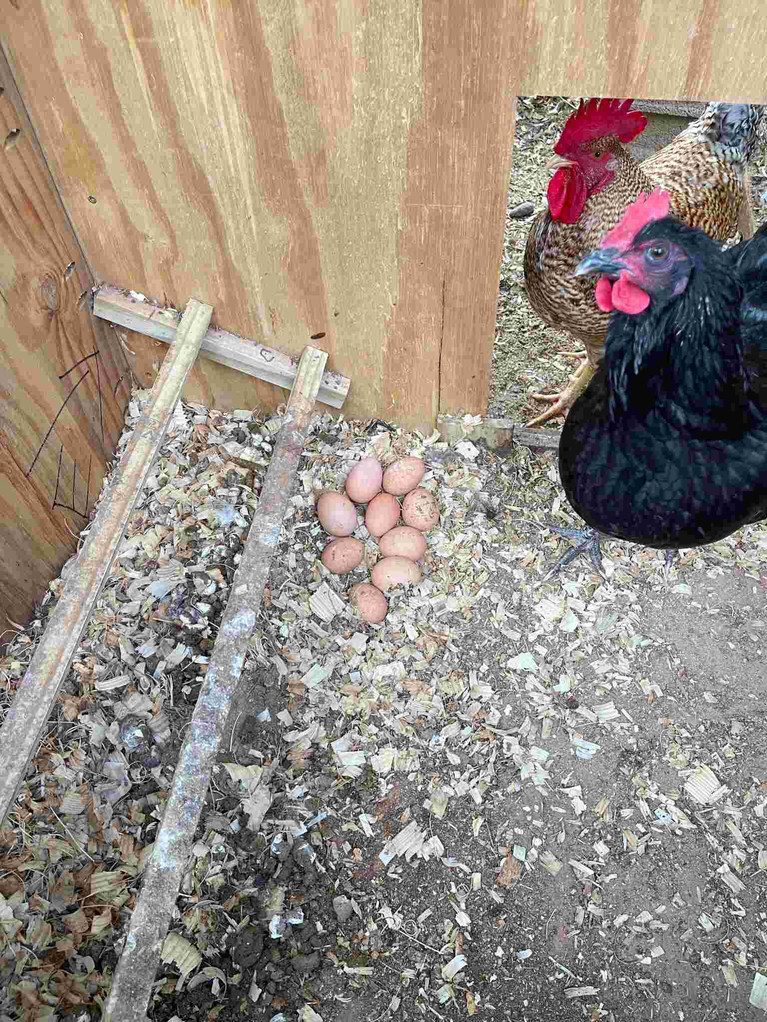 Hens in coop